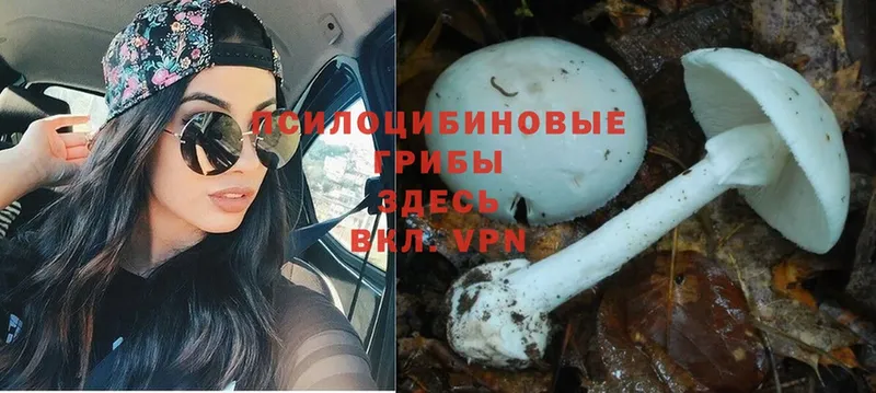 ОМГ ОМГ зеркало  Прокопьевск  Галлюциногенные грибы Magic Shrooms  купить закладку 